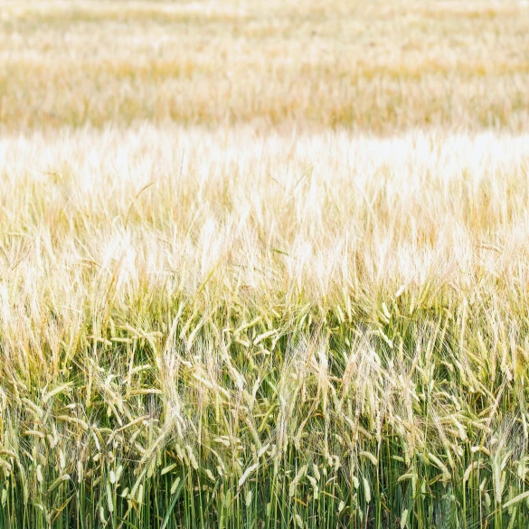 Sustainable composite materials