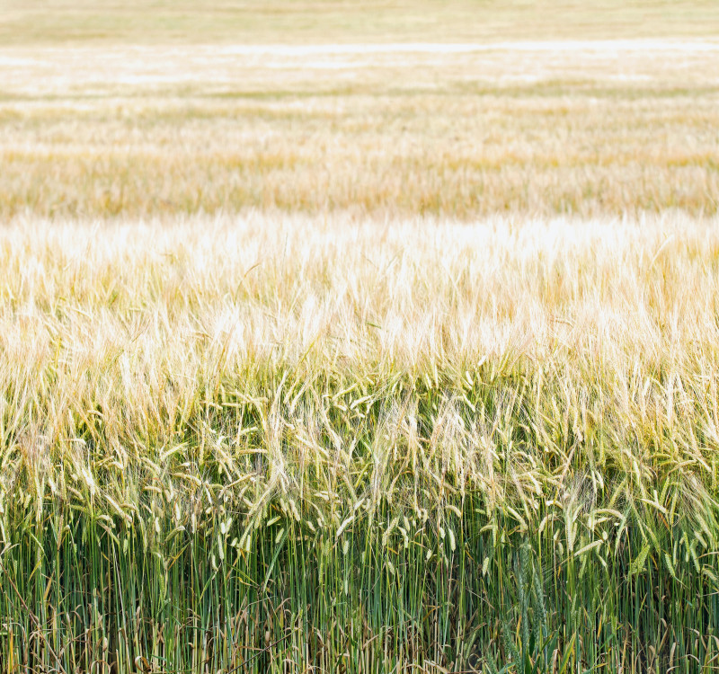 Natural Fibre Composites