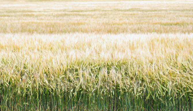 Natural Fibre Composites
