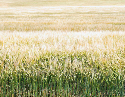 Natural Fibre Composites